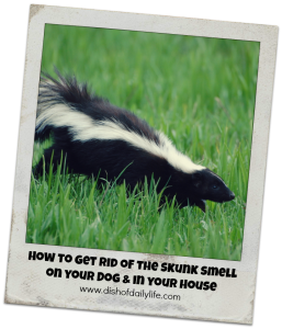 How to Get Rid of the Skunk Smell in Your House & on your Dog
