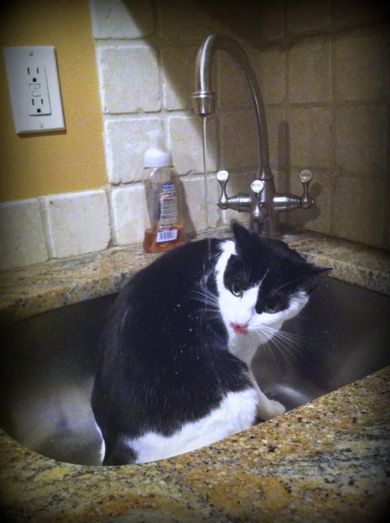 A cat that doesn't mind water?