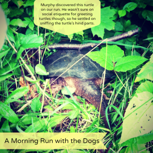 A Morning Run with Dogs