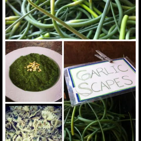 Garlic Scape and Basil Pesto