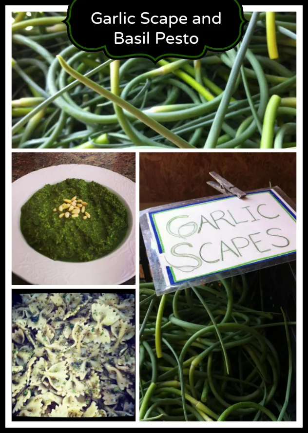 Garlic Scape and Basil Pesto