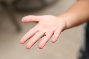 Blog Visit: Saving a Ladybug