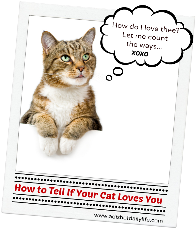 How To Tell If Your Cat Loves You