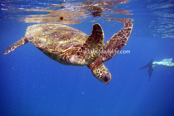 Sea Turtle