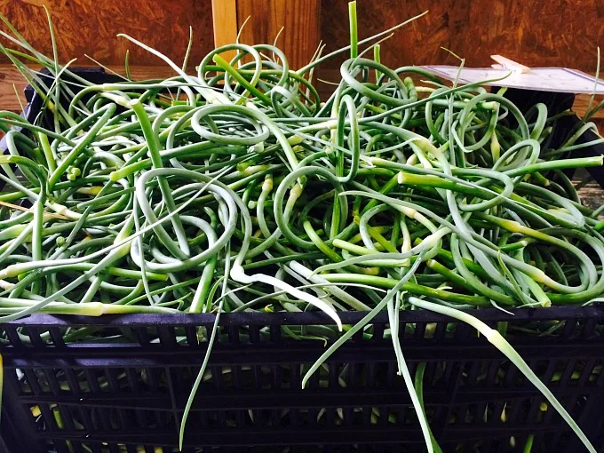 Garlic Scapes at the farm