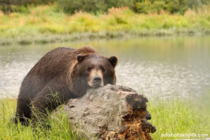 AWCC Brown Bear