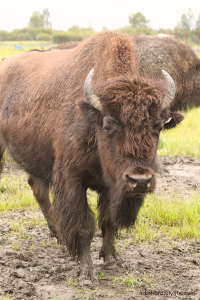 AWCC Wood Bison