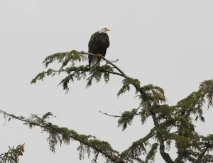 Bald eagle on Glacier Cruise