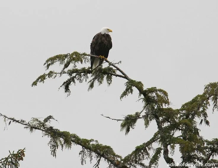 Bald eagle on Glacier Cruise