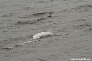 Beluga Whale Alaska