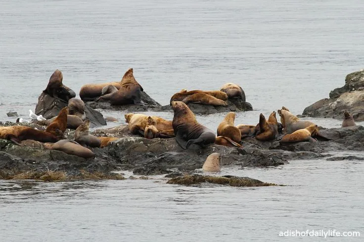 Glacier Cruise Sea Lions