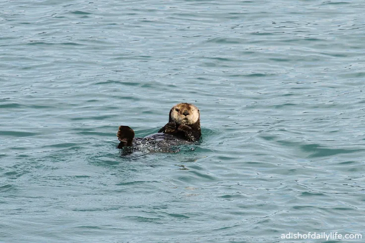 Glacier Cruise sea otter