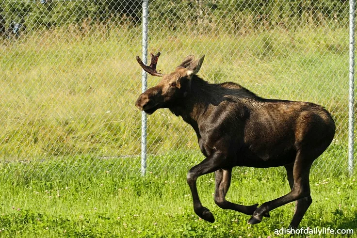 Moose in Alaska