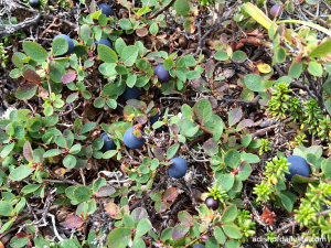 Wild blueberries Arctic Valley hike