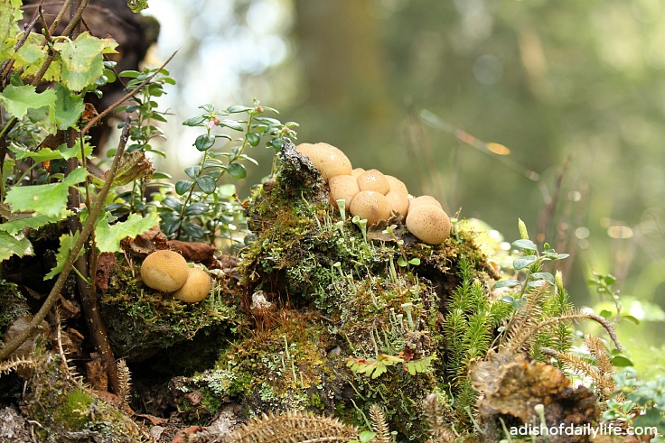 mushrooms at Kincaid Park