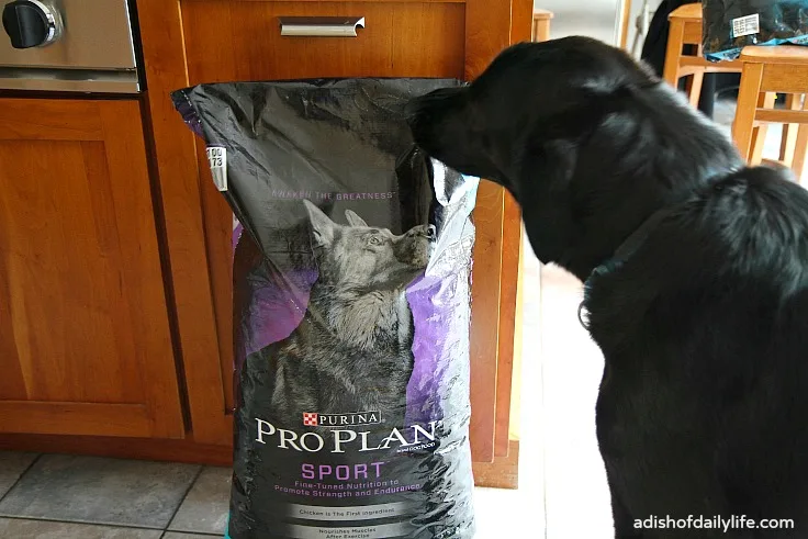 Waiting semi-patiently for breakfast #ProPlanPet #ad