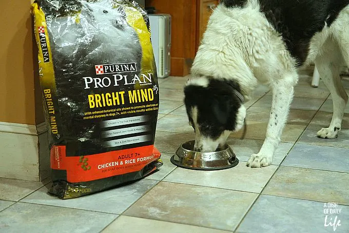 A Day in the Life of a Senior Dog...our results from feeding our senior dog (7 +) Purina Pro Plan Bright Mind dog food, specially formulated to promote increased alertness and mental awareness.