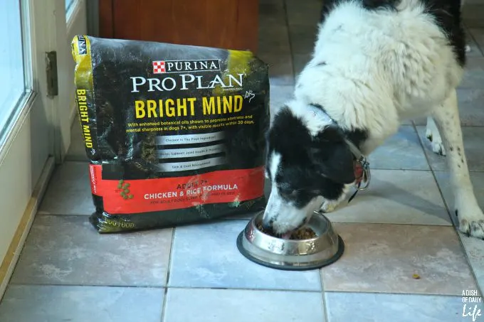 Old Dog, Bright Mind...Purina Pro Plan Bright Mind is specially formulated for senior dogs, with enhanced botanical oils shown to promote alertness and mental sharpness