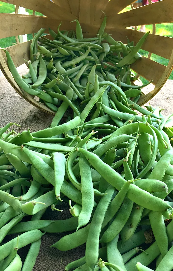 Pick some Romano beans up at the farmer's market this week! Flavorful and easy, Romano Beans with tomatoes is a side dish recipe that goes with just about anything. Definitely a family favorite!