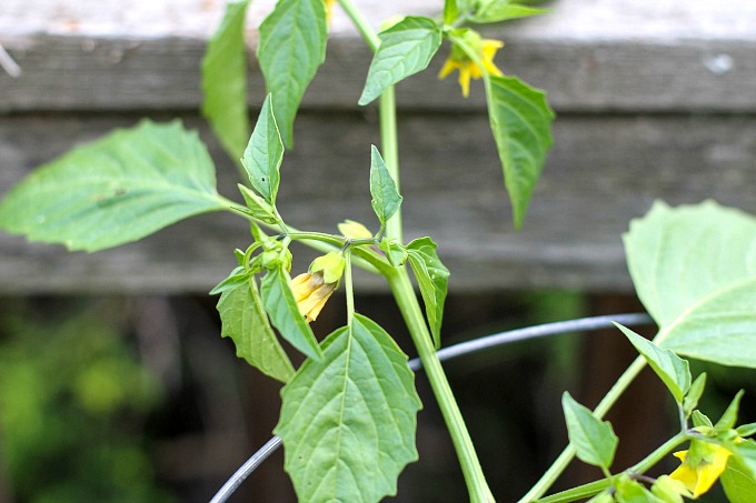 Tomatillo plant