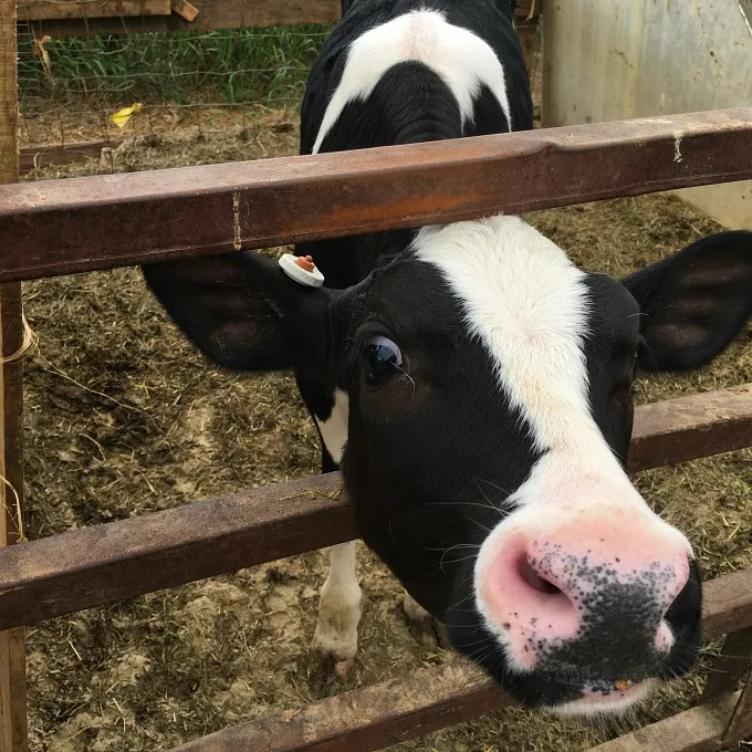 curious cow