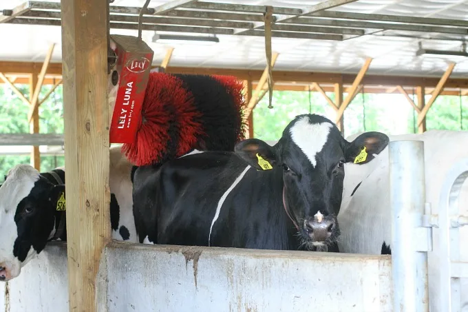massage brushes for cows
