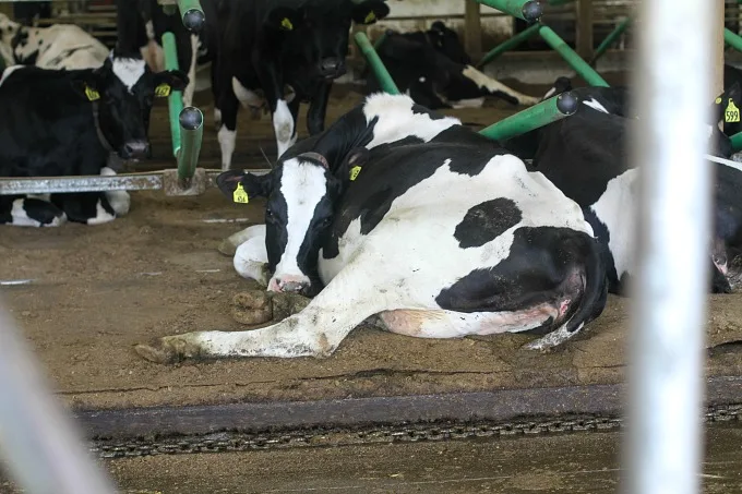 waterbeds for cows