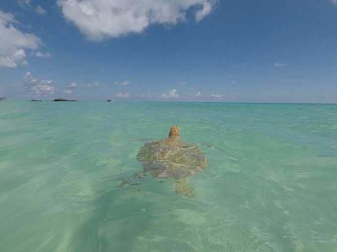 Bermuda Travel Guide: Swimming with the sea turtles at Daniels Head Beach Park