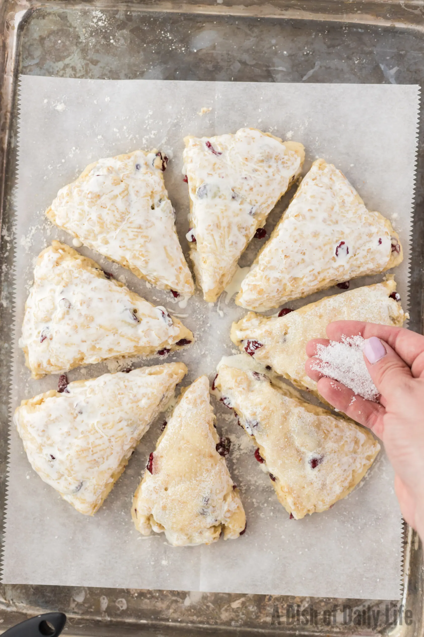 Turbinado sugar being sprinkled on top of scones